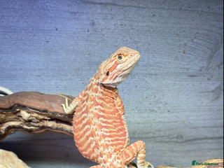 Bearded Dragon reptiles Bearded dragon - Advert 6