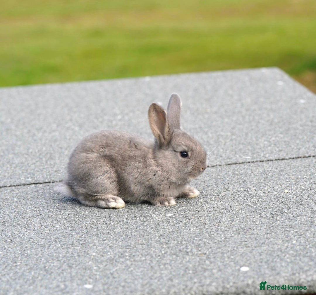 Continental Giant rabbits for sale: Continental Giants  - Image 5