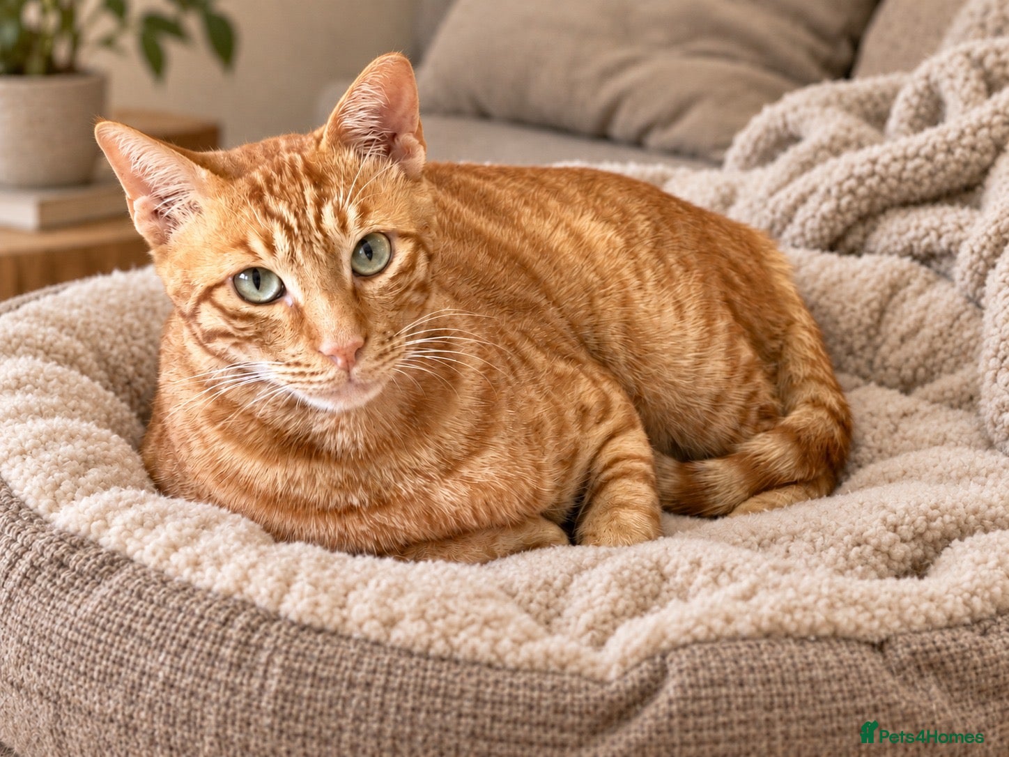 Mixed Breed cats Gorgeous Jasper - Advert 1