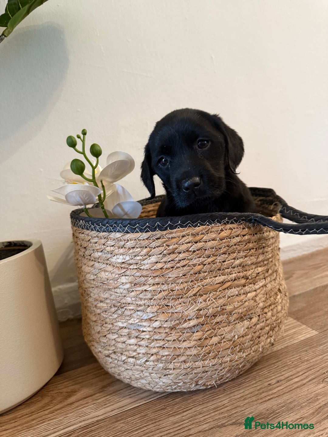 Labrador Retriever dogs for sale: Labrador pups for sale  - Advert 13
