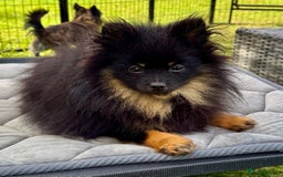 Pomeranian dogs for adoption: Brownie: The Tiny Soul Who Refused to Be Broken - Image 4