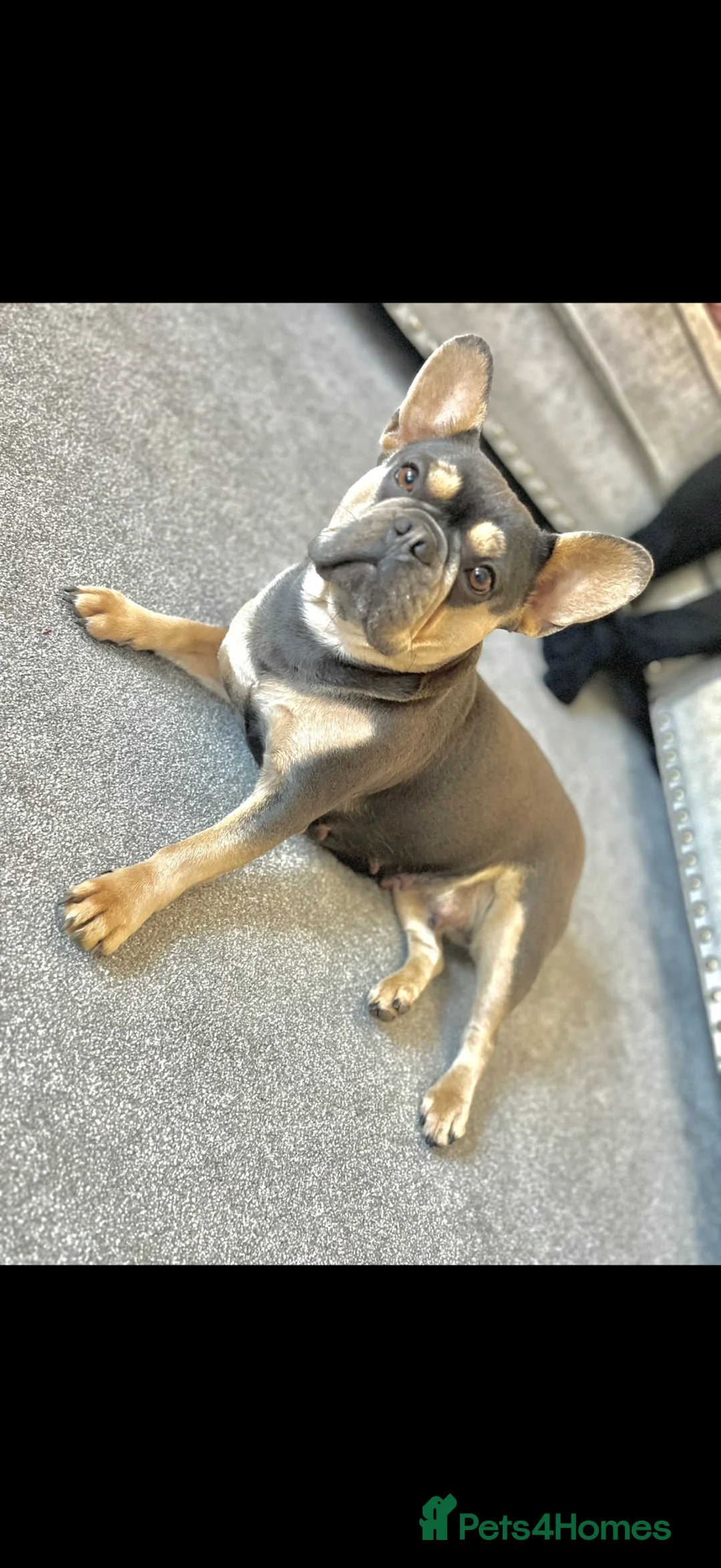 French Bulldog dogs for sale: Fluffy French bulldog puppies  in Grimsby - Advert 2