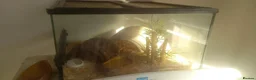 Corn Snake reptiles for sale: Albino corn snake in Barnsley - Advert 2