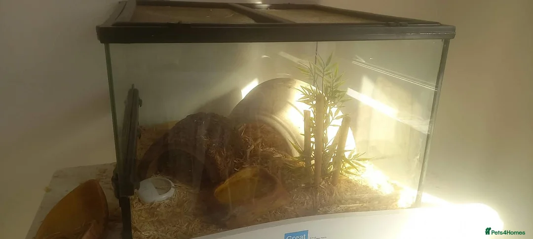 Corn Snake reptiles for sale: Albino corn snake in Barnsley - Advert 2