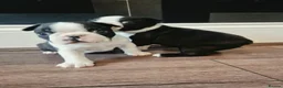 Boston Terrier dogs for sale: X2 Stunning Male Boston Terrier Puppies  in Newcastle upon Tyne - Advert 26