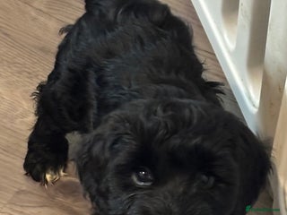 Cockapoo dogs F2 cockapoo’s (last girl) - Advert 3