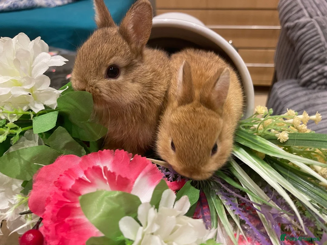 Netherland Dwarf rabbits for sale: Bunnies  in London - Advert 4