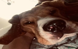 Beagle dogs for sale: Dog for adoption  - Advert 4