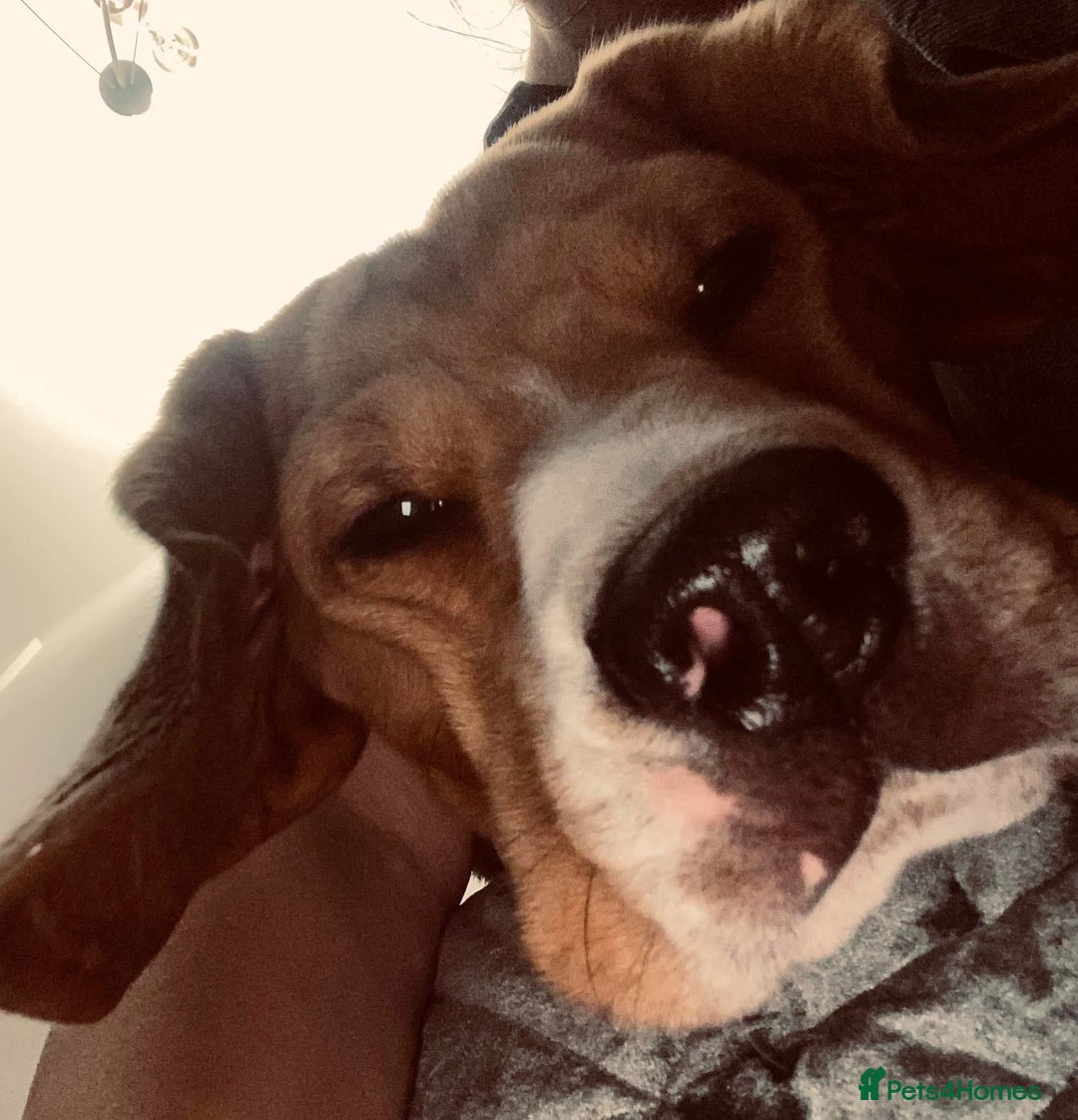 Beagle dogs for sale: Dog for adoption  - Advert 4