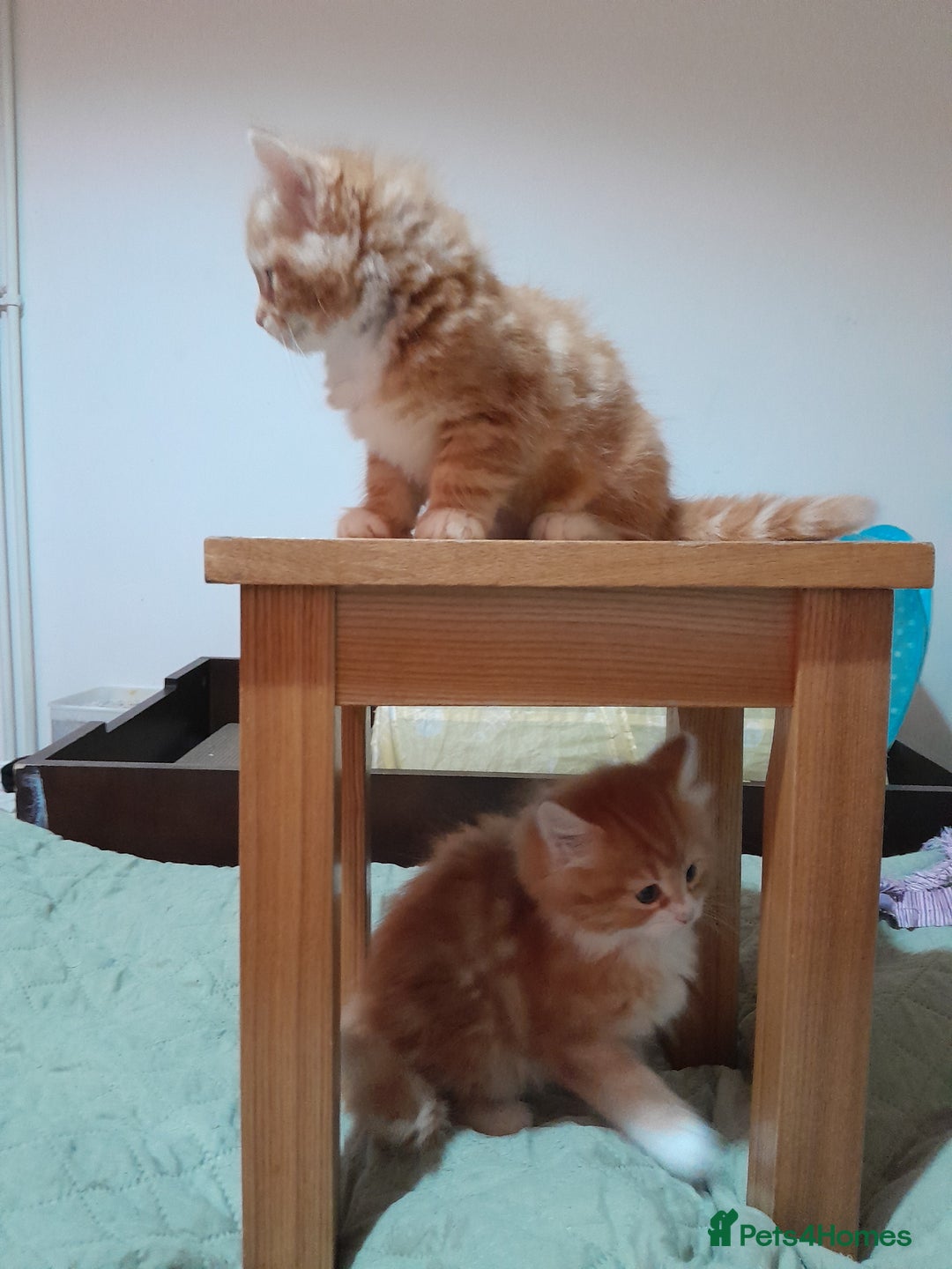 Mixed Breed cats for sale: 3 gorgeous kittens 😺😸😻 - Advert 4