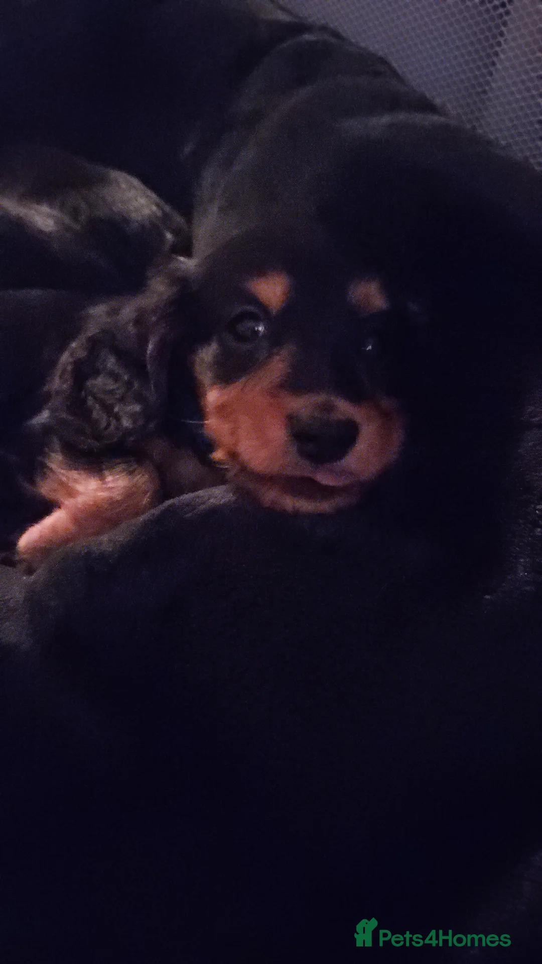 Miniature Dachshund dogs for sale: Longhaired miniature dachshund  - Advert 6