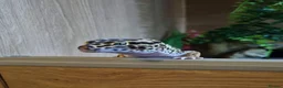 Leopard Gecko reptiles for sale: Male Leopard Gecko - Supergiant x Madarin Morphe in Bourne - Advert 5