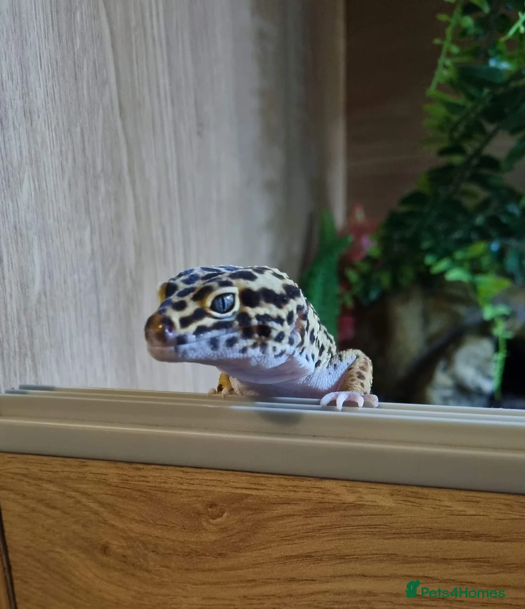Leopard Gecko reptiles for sale: Male Leopard Gecko - Supergiant x Madarin Morphe in Bourne - Advert 5