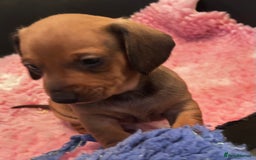 Dachshund dogs for sale: BEAUTIFUL KC REG STANDARD SMOOTH DACHSHUNDS  - Image 2