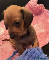 Dachshund dogs - Advert 12