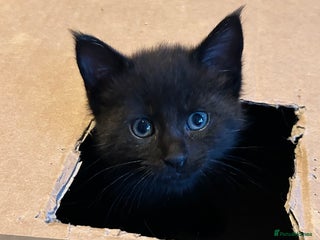 Maine Coon cats MAINE COON X’S, LAST 2 REMAINING ! - Advert 11