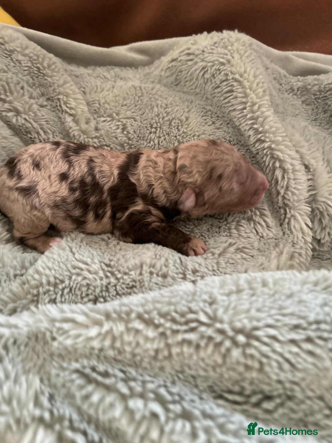 Mixed Breed dogs for sale: Australian Labradoodle Puppies - Advert 6