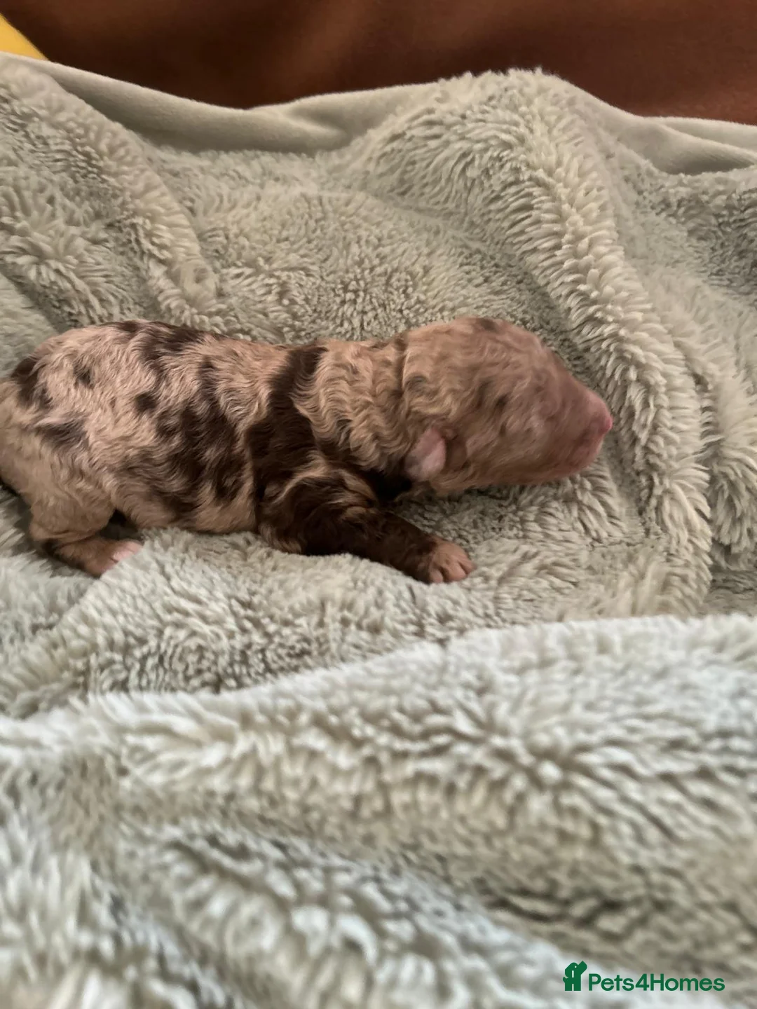 Mixed Breed dogs for sale: Australian Labradoodle Puppies - Advert 15