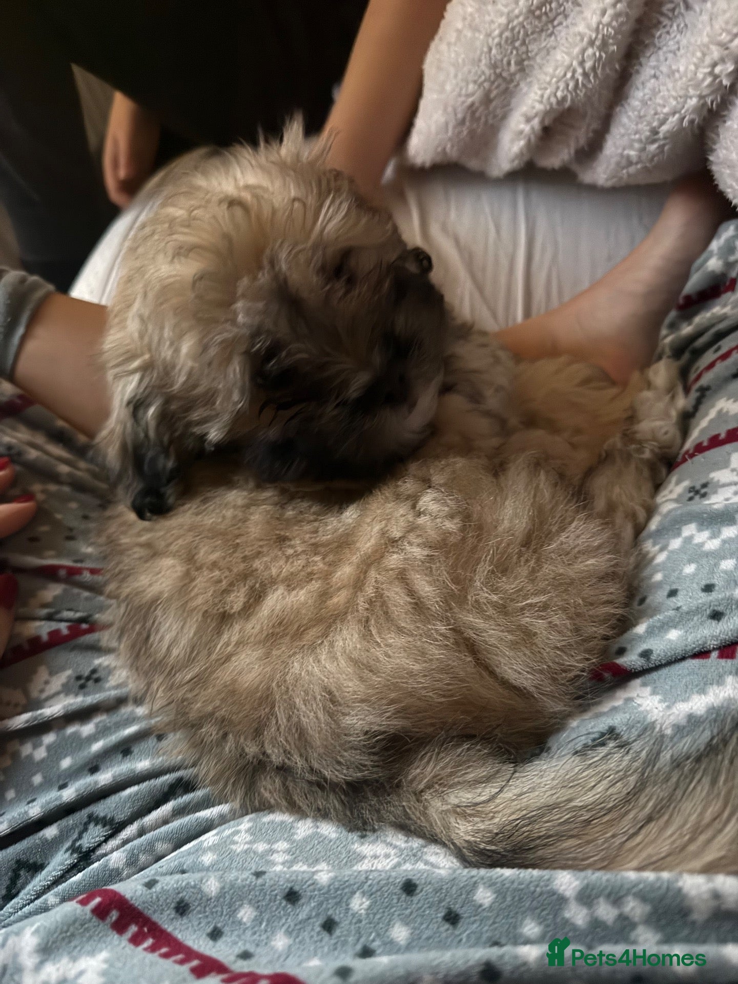 Mixed Breed dogs for sale: Adorable Peka-tease puppy available ❤️ last one  - Advert 5
