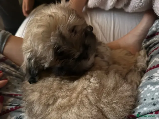 Mixed Breed dogs for sale: Adorable Peka-tease puppy available ❤️ last one - Advert 5