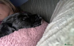 Mixed Breed dogs for sale: Sprollie Puppies  - Image 14