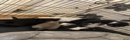 Pekingese dogs for sale: Pekingese puppies - Advert 1