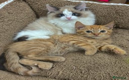 Mixed Breed cats for sale: BEAUTIFUL KITTENS  - Image 4