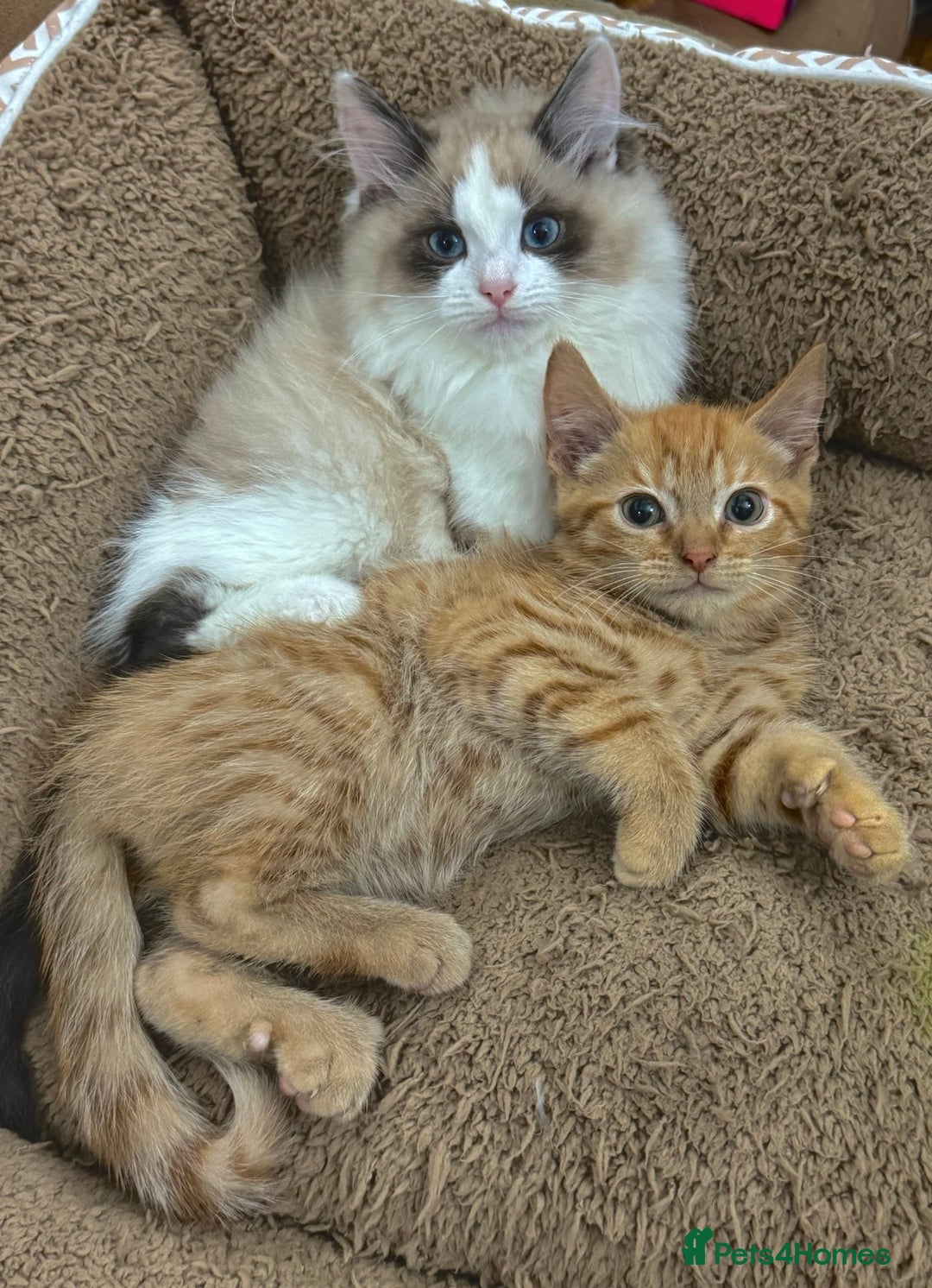 Mixed Breed cats for sale: BEAUTIFUL KITTENS  - Image 4