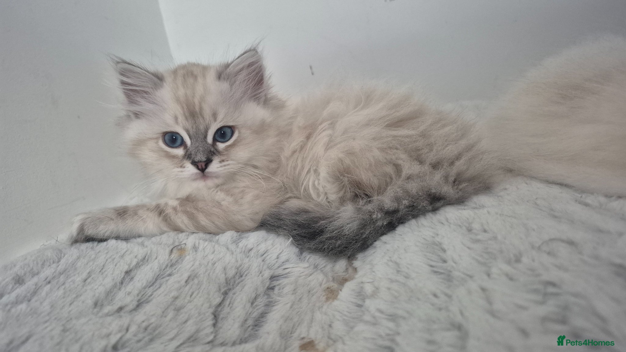 Ragdoll cats 3 beautiful Ragdoll kittens-Ready to Leave Mum Now - Advert 2
