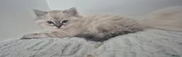 Ragdoll cats for sale: 3 beautiful Ragdoll kittens-Ready to Leave Mum Now - Advert 2