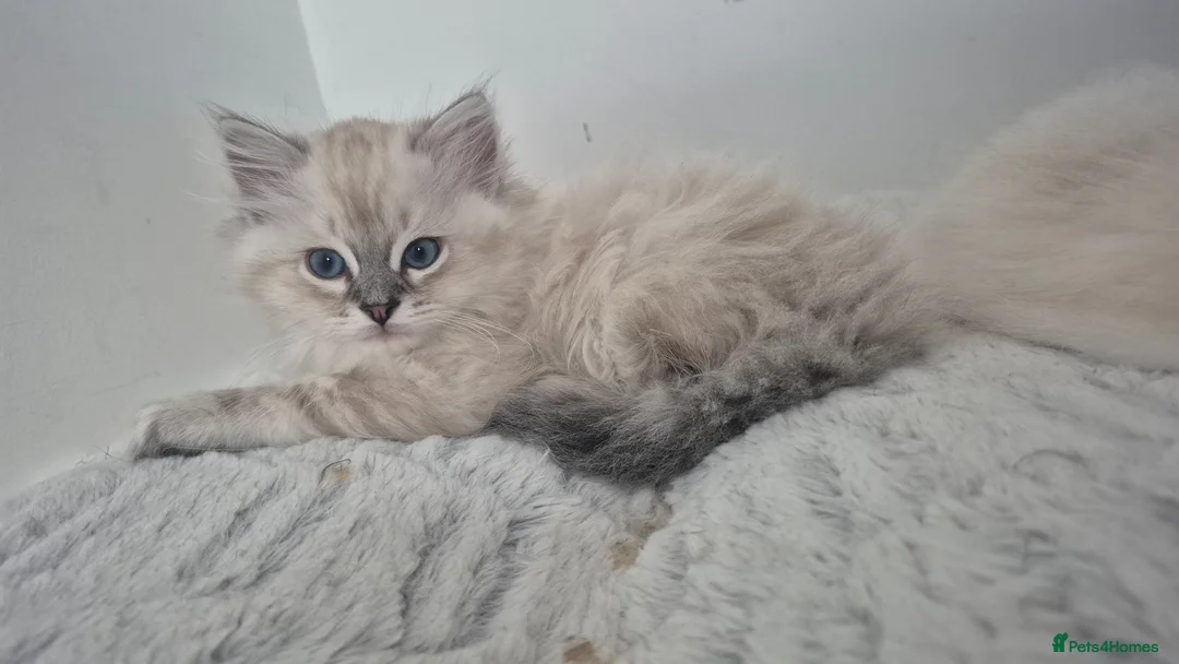 Ragdoll cats for sale: 3 beautiful Ragdoll kittens-Ready to Leave Mum Now - Advert 2