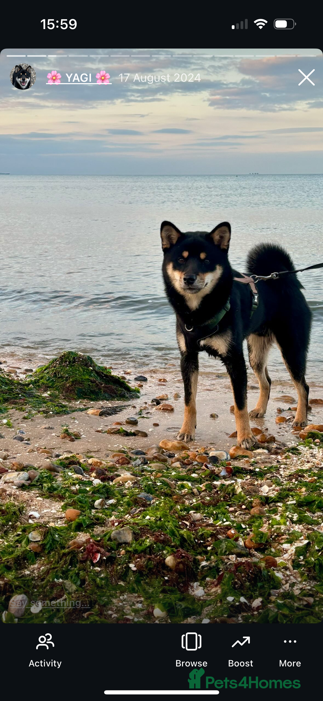 Japanese Shiba Inu dogs for stud: Champion Japanese Line Shiba Inu For Stud - Image 6