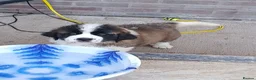 Saint Bernard dogs for sale: As of the 13th of August  just 2 girls available - Advert 8