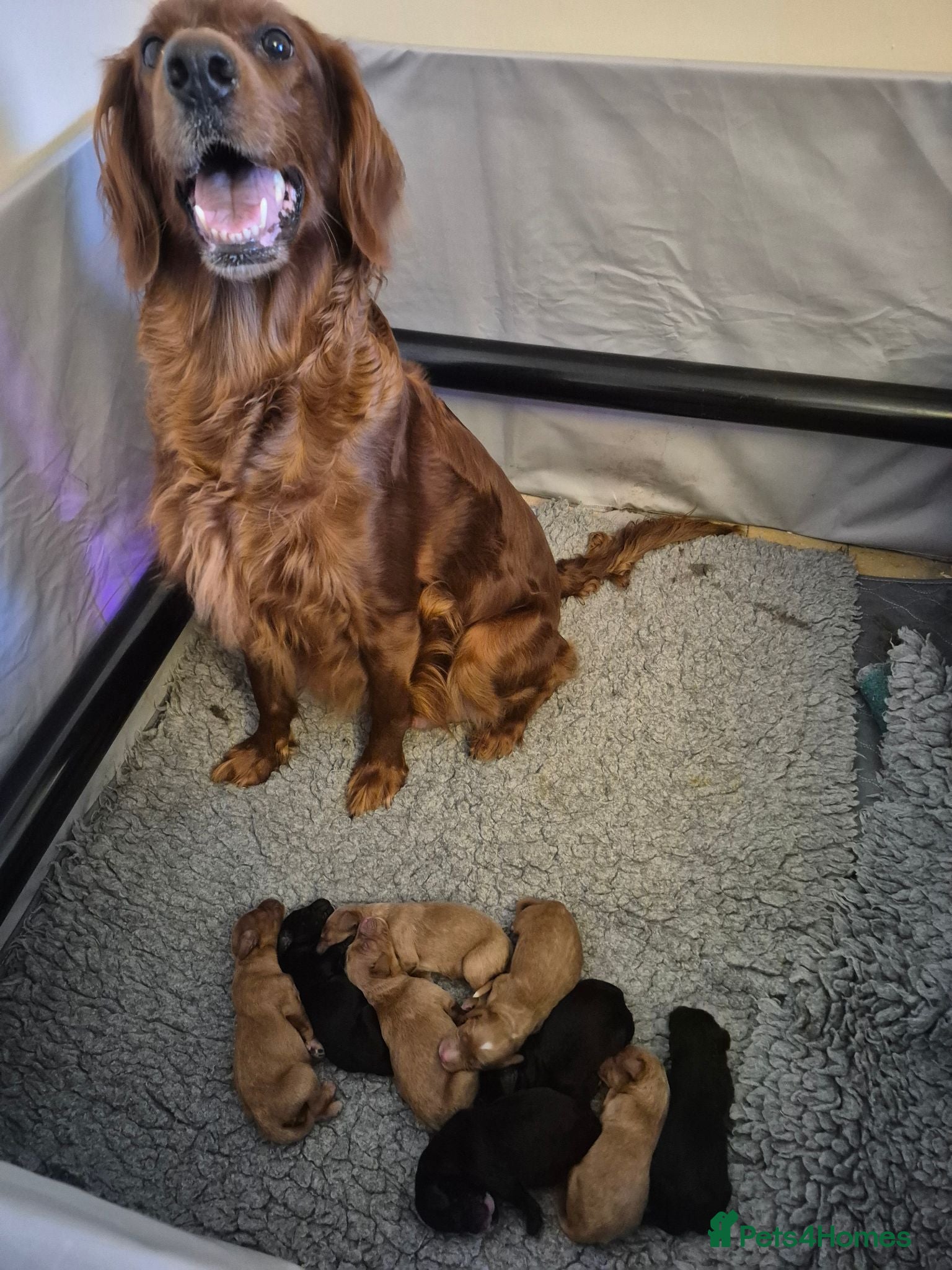 Irish Doodle dogs Gorgeous Irish Doodle Litter Ready For New Homes - Advert 1