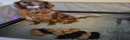 Irish Doodle dogs for sale: Gorgeous Irish Doodle Litter Ready For New Homes in Ilford - Advert 1