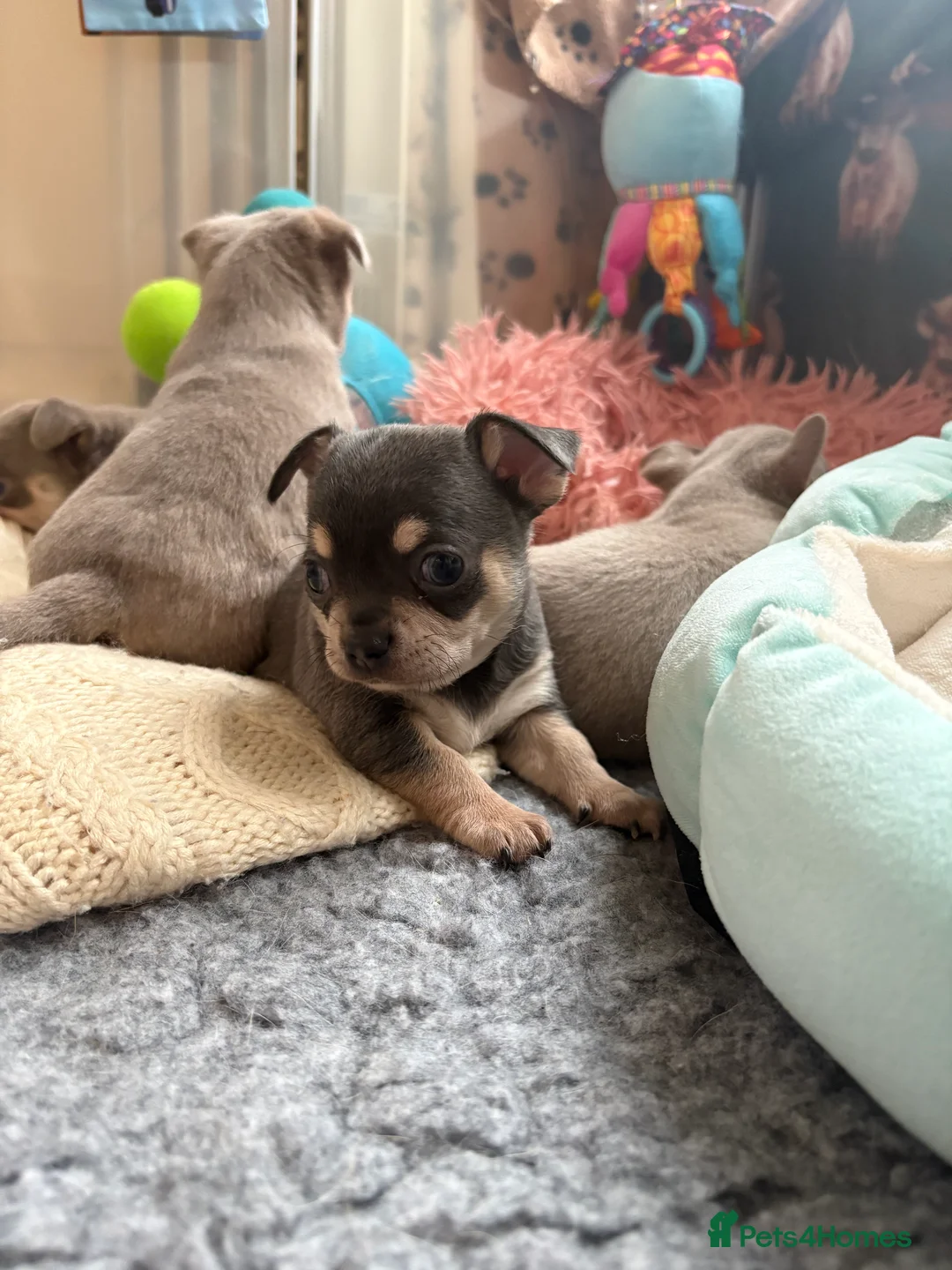 Chihuahua dogs for sale: 🎉BORN 25/12/25🎉. LAST BOY READY 13/03/26 💛💛💛 - Advert 3
