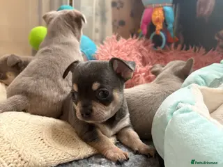 Chihuahua dogs 🎉BORN 25/12/25🎉. LAST BOY READY 13/03/26 💛💛💛 - Advert 8