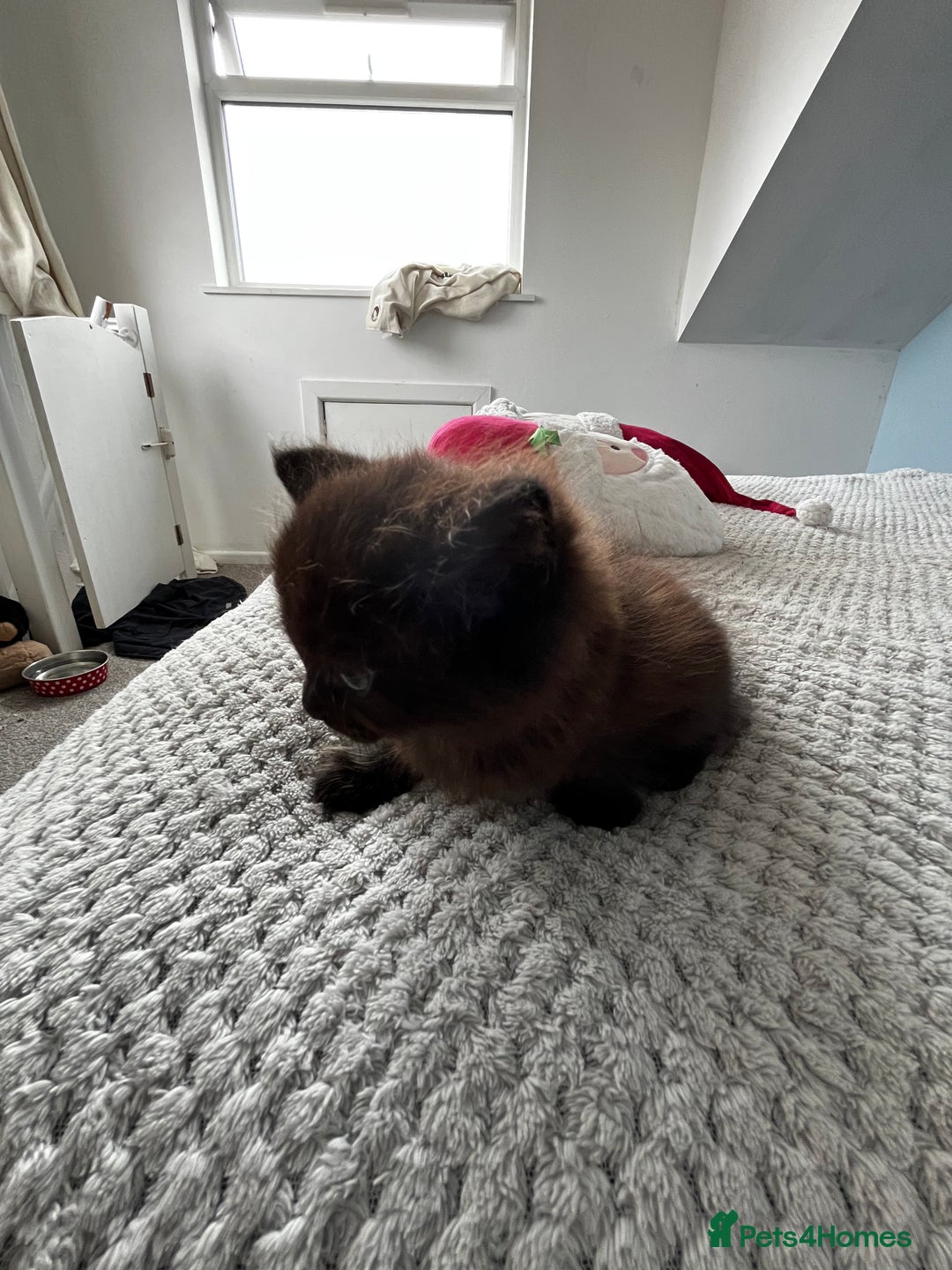 Domestic Shorthair cats for sale: Super cute kittens!  - Image 8