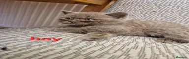 British Shorthair 4