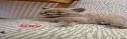 British Shorthair cats for sale: British shorthair kittens ready to leave in Crewe - Advert 3