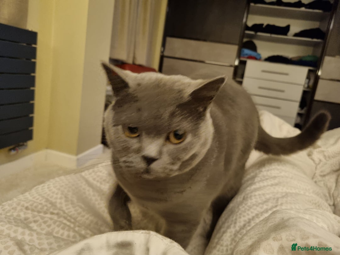 British Shorthair cats for sale: 2 Year old British short hair cat - Advert 1