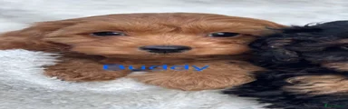 Buddy 