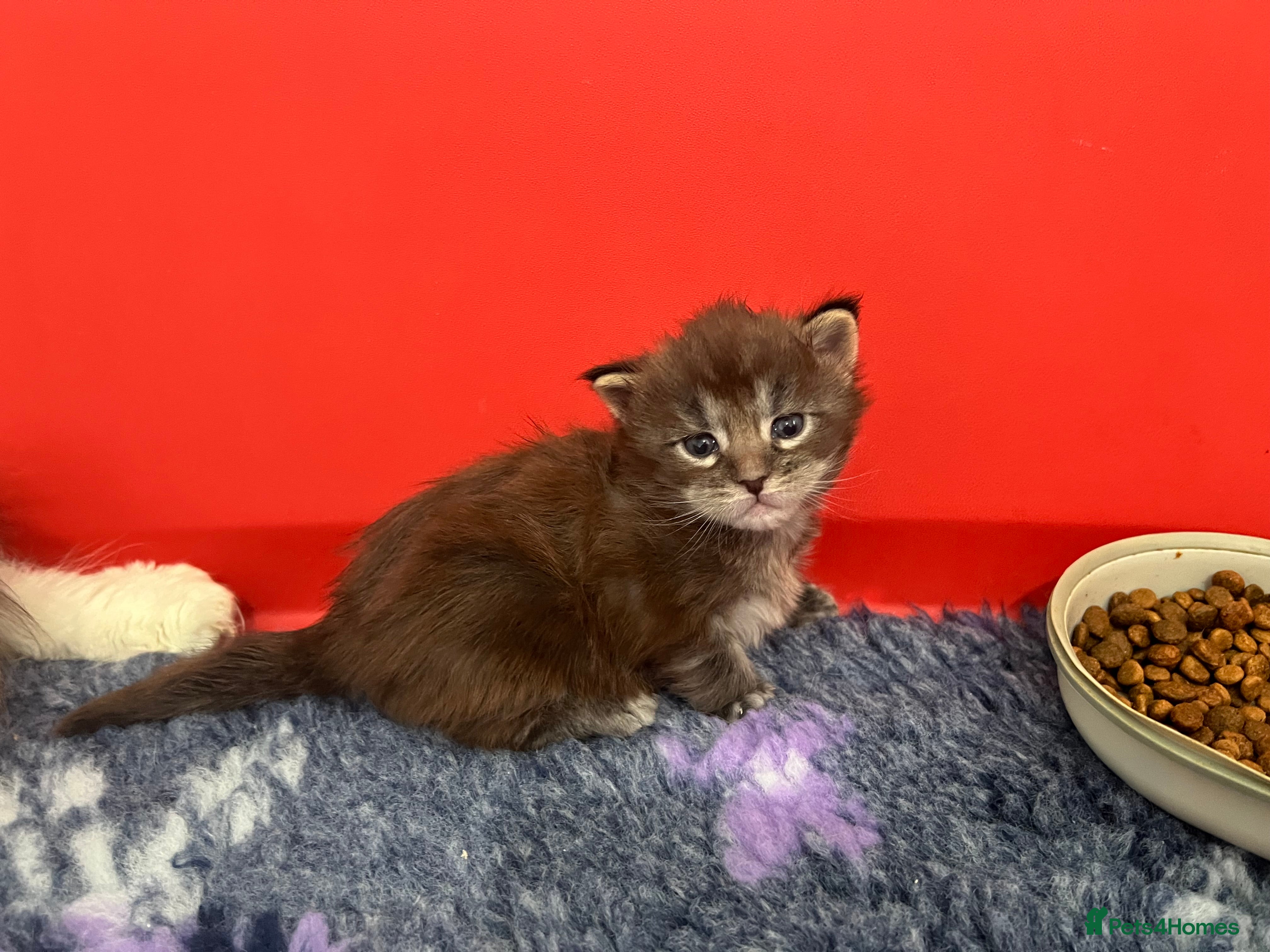 Maine Coon cats Polydactyl Maine Coon Kittens! - Advert 13