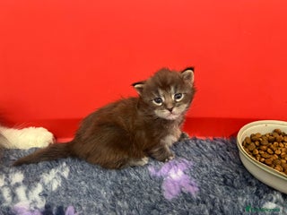 Maine Coon cats Polydactyl Maine Coon Kittens! - Advert 13