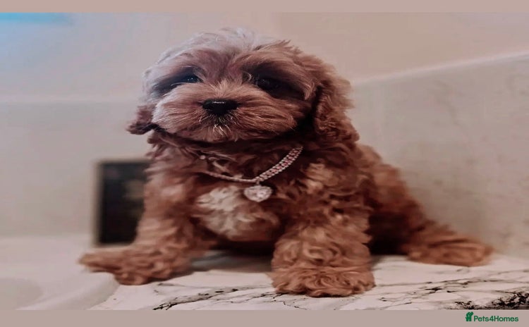 Cavapoo dogs - Advert 6