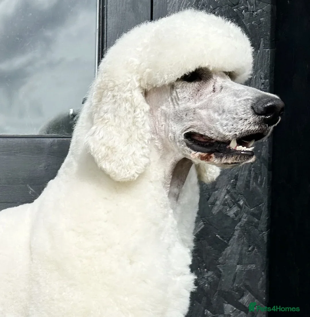 Standard Poodle dogs for stud: White Standard boy at limited stud - Advert 5