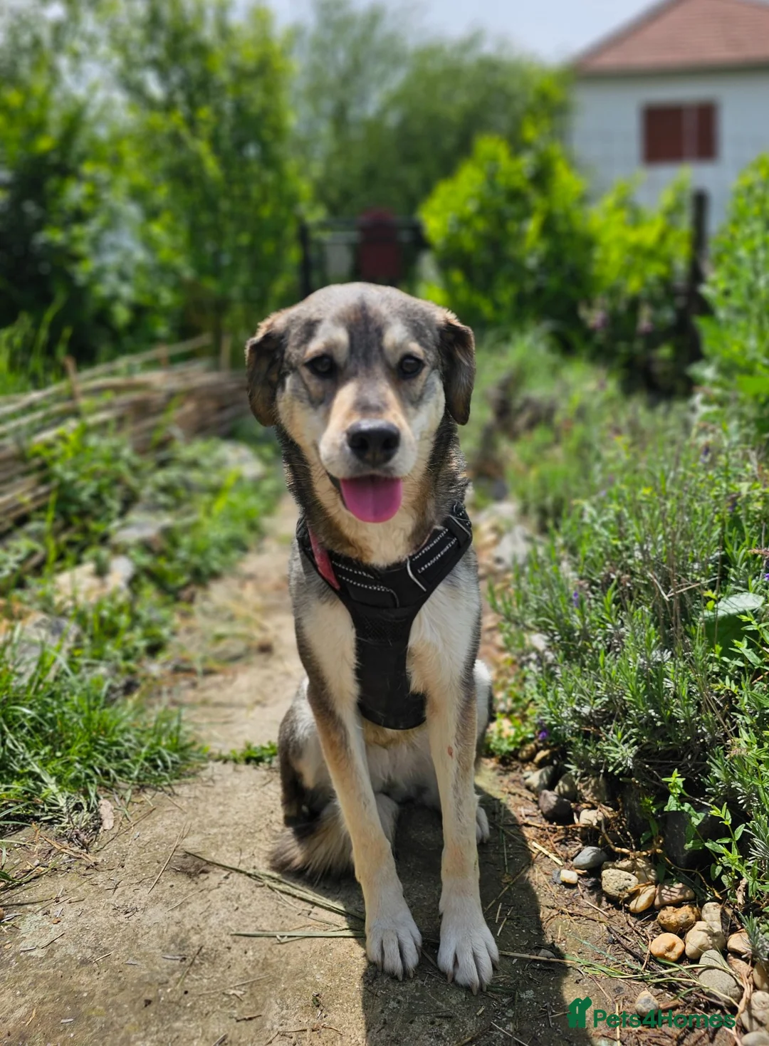 Mixed Breed dogs for adoption: 🐾 LAJKA – LOOKING FOR A FOREVER HOME 🐾 - Advert 1