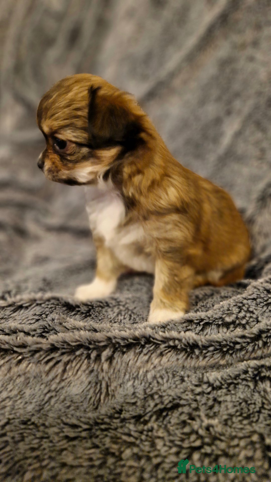 Chihuahua dogs for sale: 🐶READY TO LEAVE🐶 LAST ONE Tiny Chihuahua Puppies - Advert 8