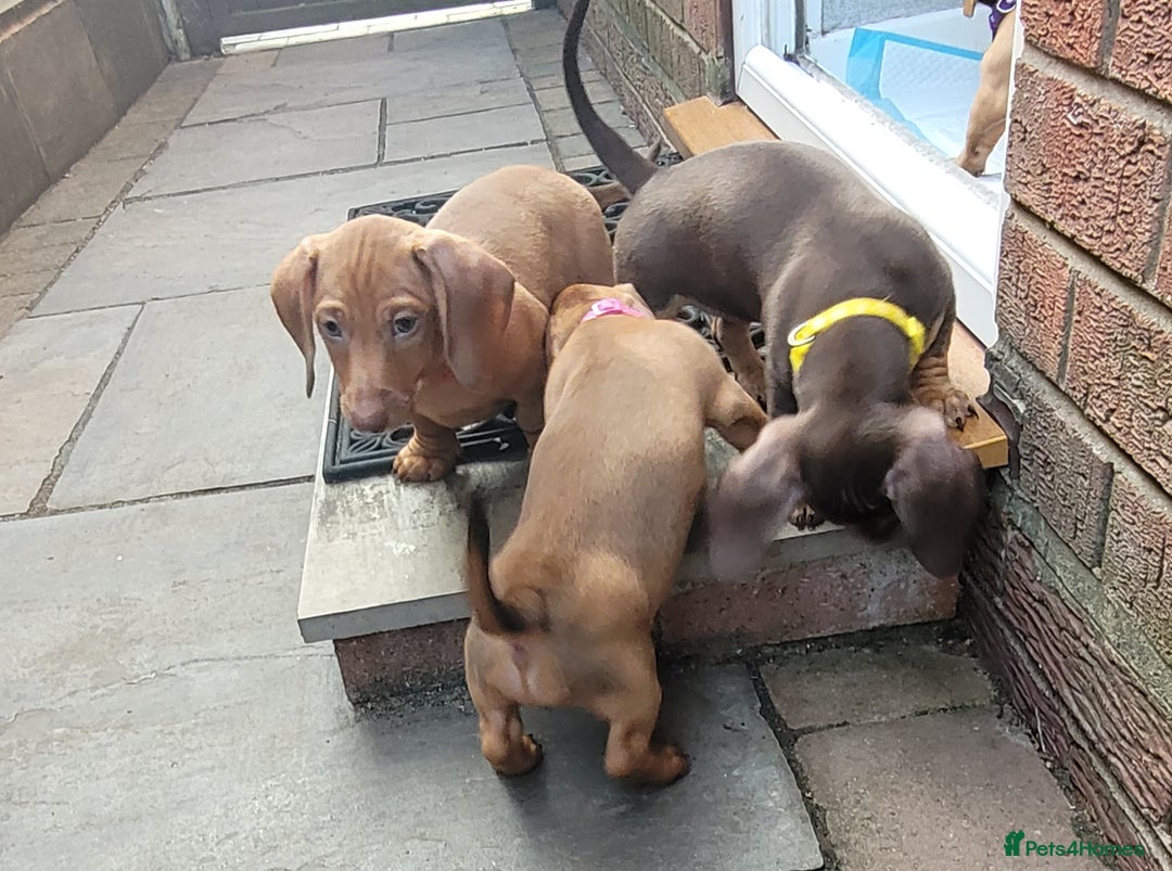 Dachshund dogs for sale: Dachshund minature short hair  - Advert 7