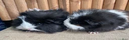 Guinea Pig rodents for sale: Baby sows - Advert 5